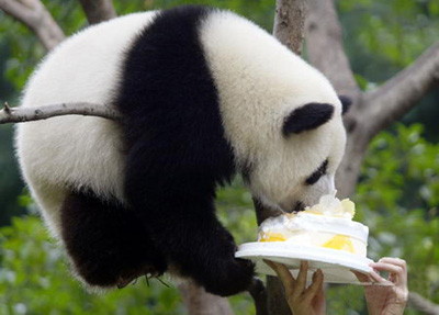 4 Days Chengdu Panda Keeper Program Tour