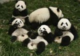 5 Days Chengdu Panda Tour