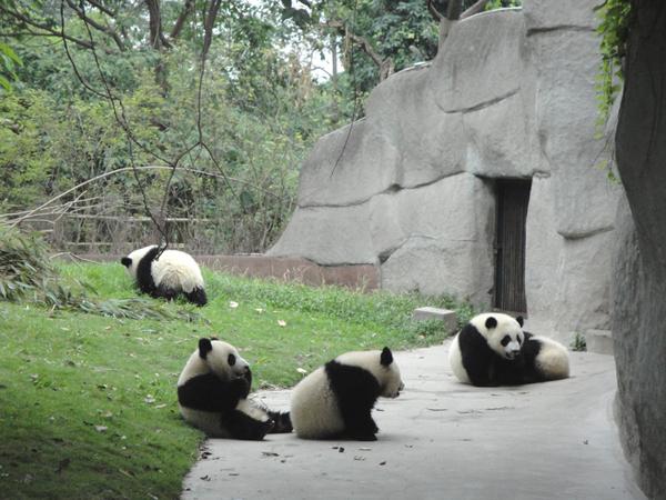 Chengdu Research Base of Giant Panda Breeding