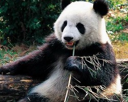 Panda Room in Chongqing Zoo