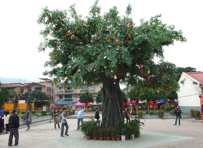 Lam Tsuen Wishing Tree Hong Kong, Hong Kong Attraction