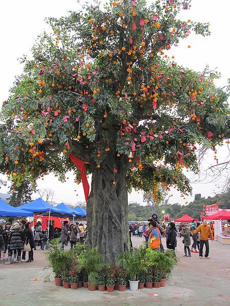 Lam Tsuen Wishing Tree Hong Kong, Hong Kong Attraction