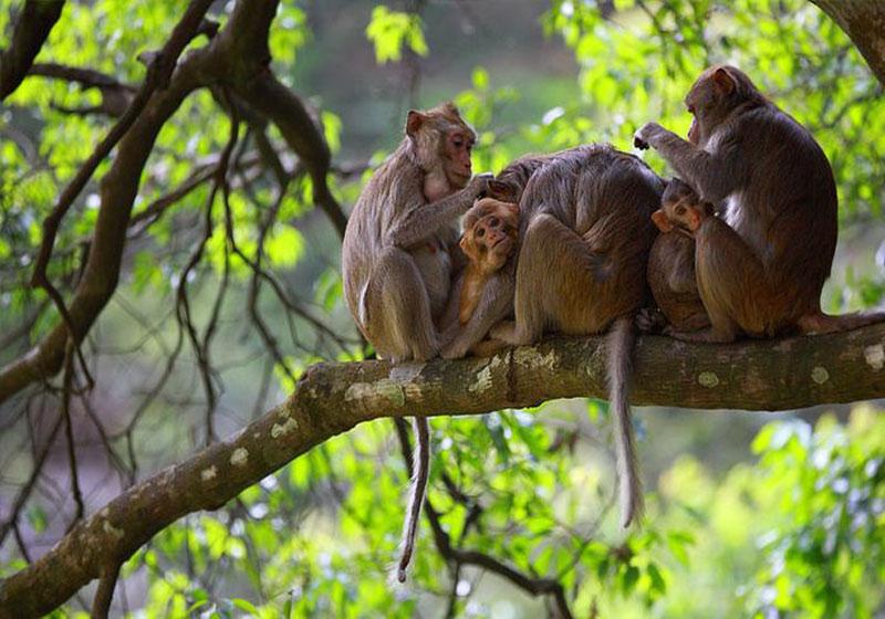 Monkey Mountain em Longsheng Hot Springs National Forest Park, Guilin