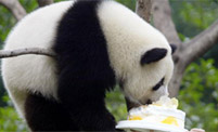 China Chengdu Tour picture