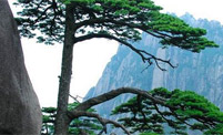 China Huangshan Tour picture