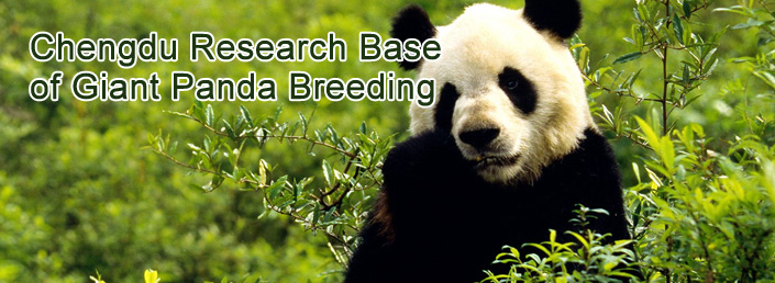 Chengdu Research Base of Giant Panda Breeding (The right place for Panda bear fans)