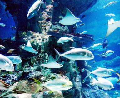Half Day Ocean Park Bus Tour