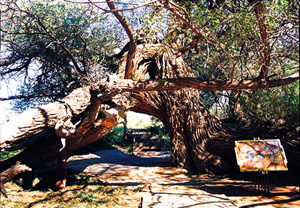 Xinjiang Tours, Xinjiang Attraction, Tianshan Shenmu Garden