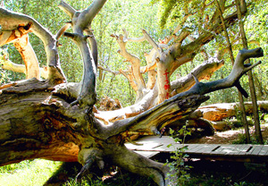 Xinjiang Tours, Xinjiang Attraction, Tianshan Shenmu Garden
