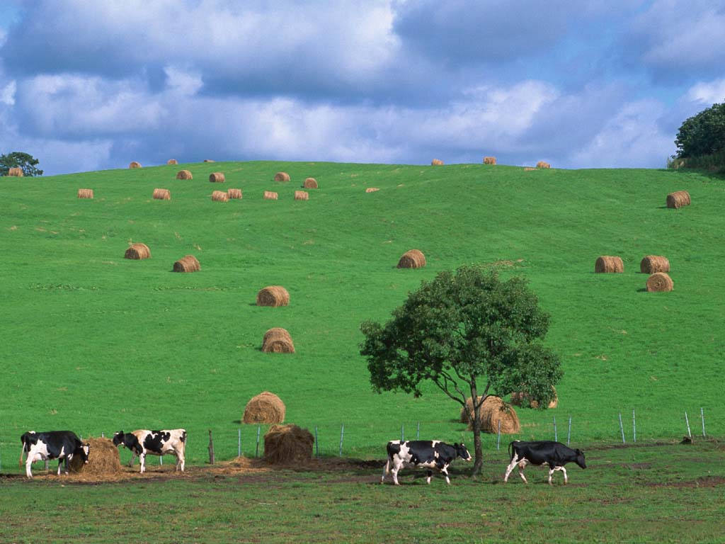 China tours,Inner Mongolia Tours,Hulunbuir Tours,Huhenuoer Grassland