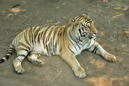 China Tours, Harbin Travel Guide, Manchurian Tiger Park