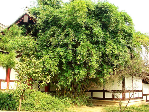 Luo Binwang Park,Yiwu Tours,Zhejiang Tours,China Tours