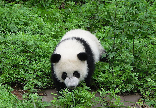 Chengdu City of Sichuan Province is home of Grand Pandas.