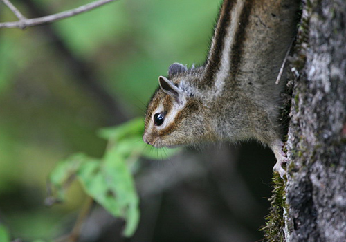 Jiuzhaigou is also rich in wildlife.