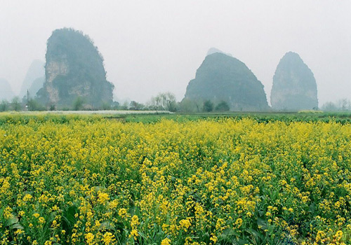 The rape flowers around the Daxv Ancient Town are in full bloom in spring.