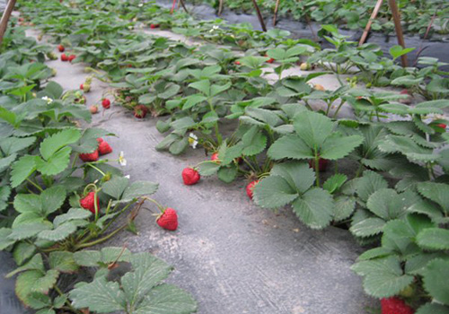 Tourists can enjoy strawberry picking in Daxv Ancient Town in spring.