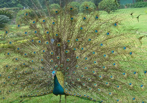 A peacock in the Seven Star Zoo of Guilin is spreading its beautiful tail.
