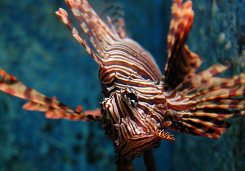 The lion fish, don't forget to dive into the sea or go to the ocenan pavilion to see the beautiful corals and sea fishes.