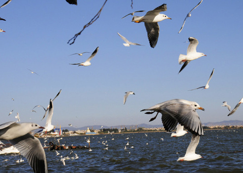 The red-lip seagulls are to be found everywhere at the Dianchi Lake and Haigeng Park