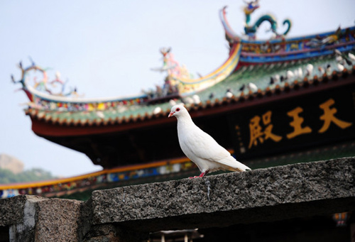 The pigeones can be seen everywhere in the temple, it is not a place only for the believing of the god, it is the harmony of the heaven, nature and the mundane world