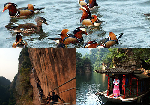 The Yuanyang Bird (mandarin duck), the Cloudy Cliff Plank Raod and the Local Female Singers singing the folk songs.