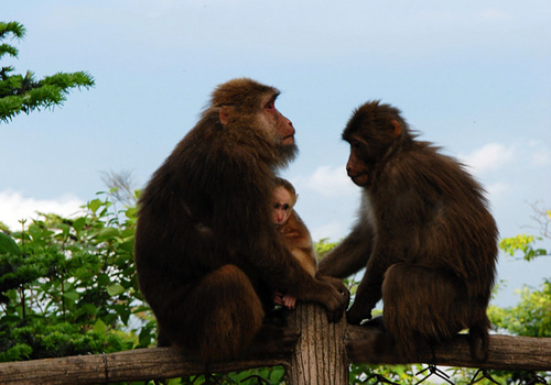 Monkeys on the Mount Emei is the unique features, in Chinese, they are named Ling hou, means the smart monkey.