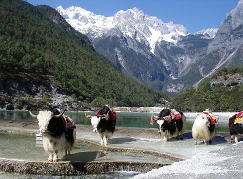 Tourists can take a photo with yaks on the Yak Plateau.