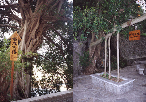 The old banyan tree inside the Park of Green Lotus Peak in Yangshui features its fantastic aerial root growing in the air but not in the earth.