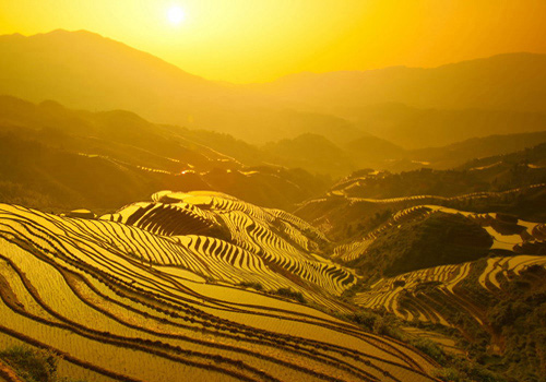 The Dragon's Backbone Rice Terraces get golden at sunset.