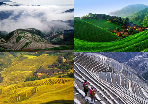 Longji Rice Terraces of Longsheng in four seasons.