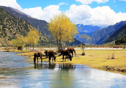 Beautiful autumn scenery of Yarlung Zangbo,Tibet