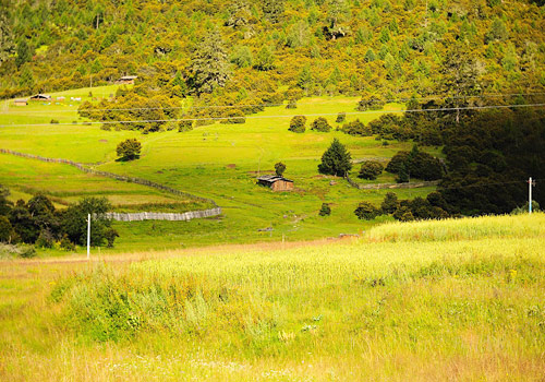 Early autumn meadow scenery of Lulang Forest Sea,Tibet