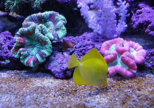Vivid fish and corals in aquarium of Hong Kong Ocean Park.