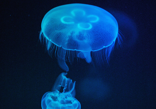The body of the transparent jellyfishes in Hong Kong Ocean Park change color under colorful lights.