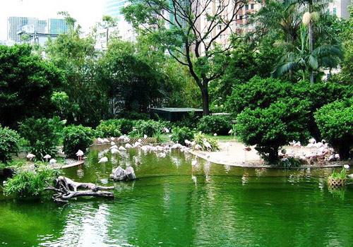 Over 200 birds belong to 20 varieties can be found in Bird Lake of Kowloon Park.