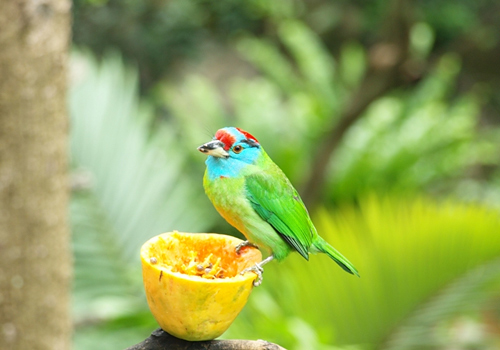 Around 40 cage houses raising for 500 birds, 70 mammalian and 50 reptiles house in HKZBG.