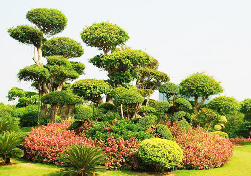 The Bonsai Garden is a gorgeous landscape copy of beautiful nature as well as a place for public to appreciate and participate Chinese plants arts.