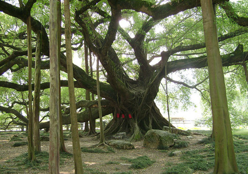 A picture taken under the Big Banyan in Yangshuo.