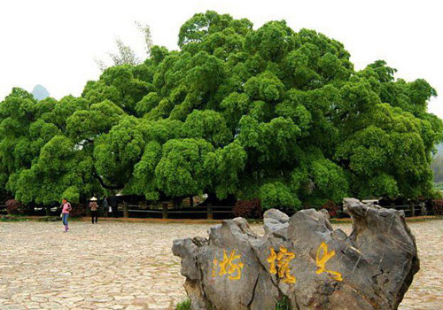 The Big Banyan in Yangshuo is usually related to the love story of Liu Sanjie and A Niu.