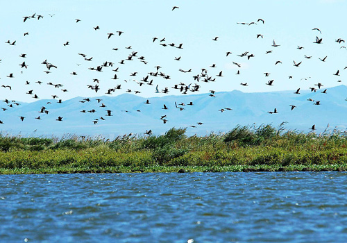 The Bird island covers only 0.5 square kilometer, but houses over 100 000 migratory birds in summer.