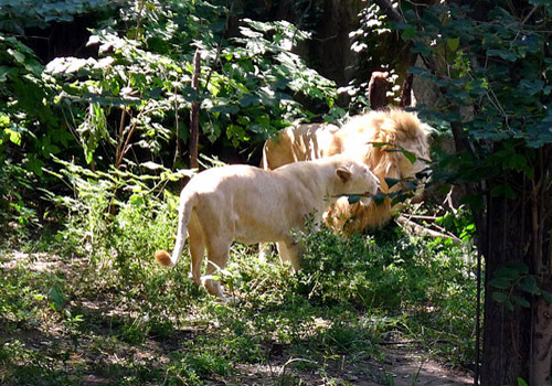 Lions and Tigers Mountain,Beijing Zoo,famous Beijing attractions.