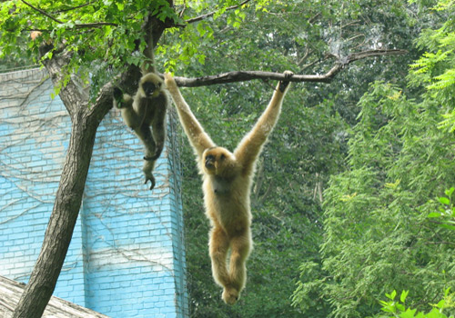 Two monkeys are playing on a tree at Beijing Zoo.