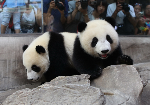 Visitors are taking photos of two pandas at Beijing Zoo.