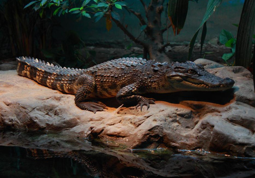 A crocodile at Beijing Zoo.