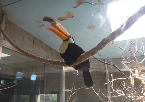 A toucan at Beijing zoo.