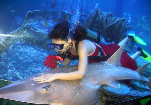 A aquanauts of Beihai Sea World is working under water.