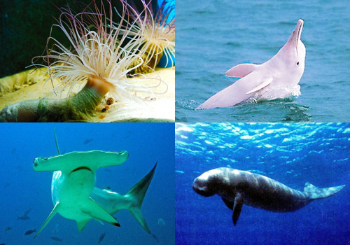 Beihai Aquatic Museum is located in the Zone A of the Seaside Park of Beihai City, Guangxi. 