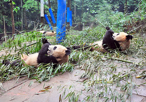 Two giant pandas are eating their favorite bamboo in Bifengxia Panda Base,Ya'an