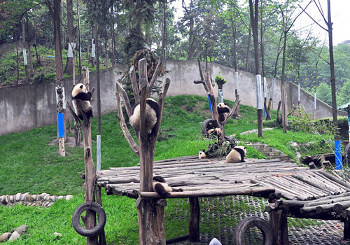 Bifengxia Panda Base is a paradise for giant pandas with capacious spaces,high vegetation coverag,and superior ecological conditions.