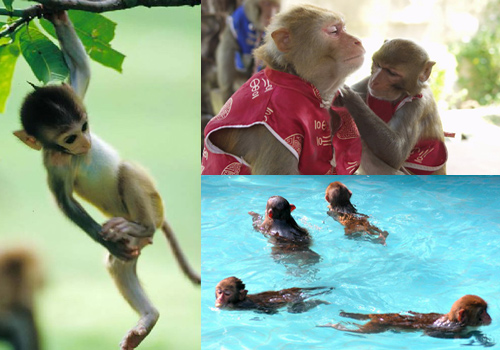 The monkeys on Nanwan Monkey Island,Sanya,Hainan.